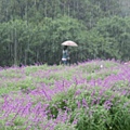 回賓館拿行李要搭車時,下起了大雨>"<