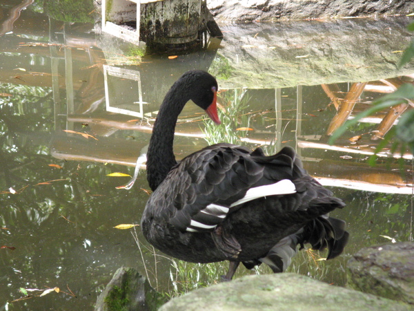 溪濱公園的黑天鵝