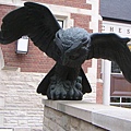 圖書館前面的貓頭鷹