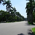 台大椰林大道