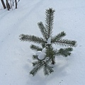 這是樹的頂端  這樣可以知道積雪有多深了