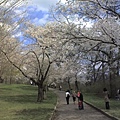 櫻花步道