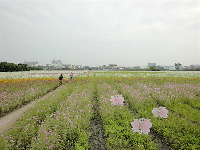 2011年高雄花田喜事_25.jpg