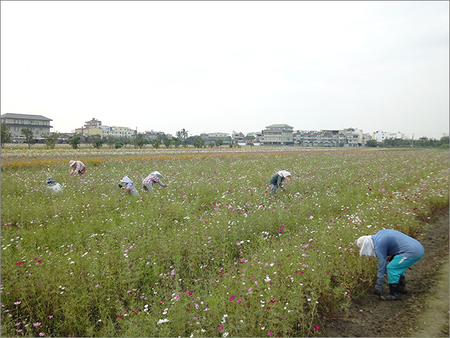 2011年高雄花田喜事_30.jpg