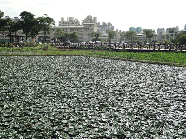 高雄菱角田棧橋[貳]_9.jpg