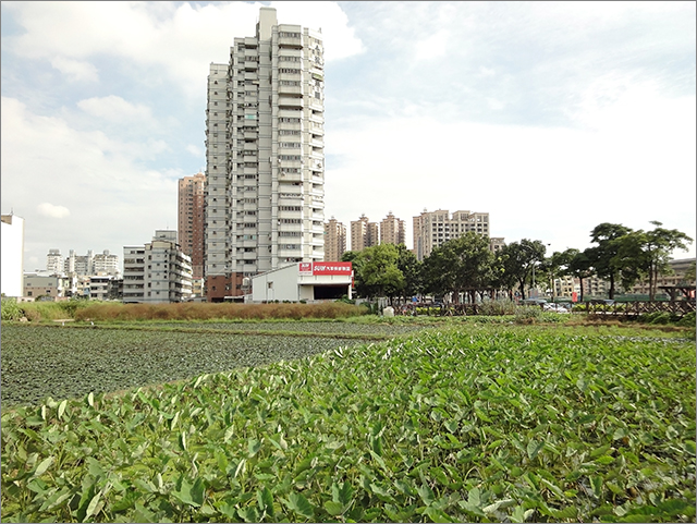 高雄菱角田棧橋[貳]_22.jpg