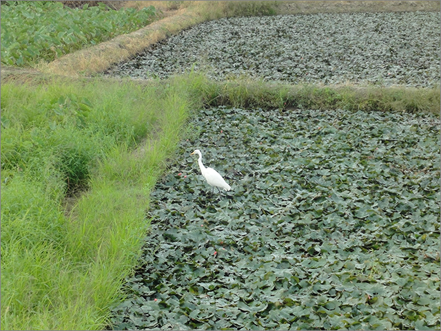 高雄菱角田棧橋[貳]_23.jpg