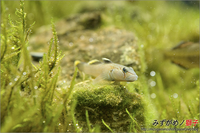 屏東農科園區觀賞水族動物展示中心_20.jpg