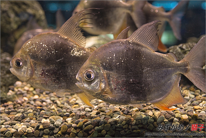 屏東農科園區觀賞水族動物展示中心_32.jpg