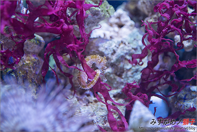 屏東農科園區觀賞水族動物展示中心_51.jpg