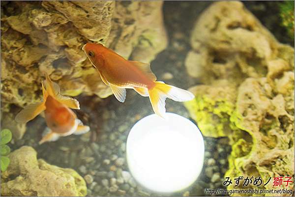 金魚保母 ここはみずがめノ獅子の生活に記録するブログです 痞客邦