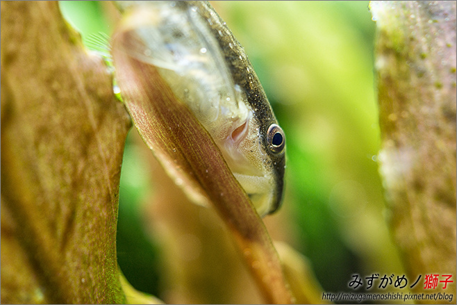 水草缺鉀的症狀及補充後之改善 ここはみずがめノ獅子の生活に記録するブログです 痞客邦