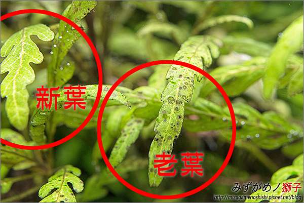 水草缺鉀的症狀及補充後之改善 ここはみずがめノ獅子の生活に記録するブログです 痞客邦 水草缺鉀的症狀及補充後之改善 ここはみずがめノ獅子の生活に記録するブログです 痞客邦