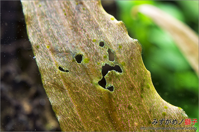 水草缺鉀的症狀及補充後之改善 ここはみずがめノ獅子の生活に記録するブログです 痞客邦 水草缺鉀的症狀及補充後之改善 ここはみずがめノ獅子の生活に記録するブログです 痞客邦