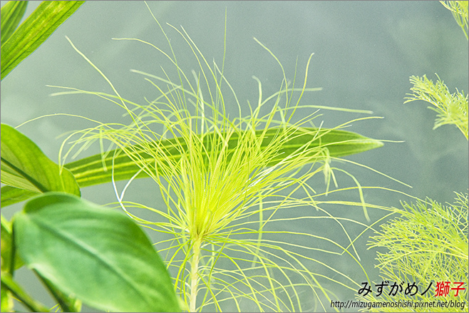 鈉型軟水樹脂用於水草缸之疑慮_14.jpg