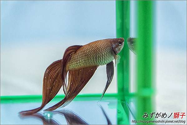 鬥魚的立鱗病與腹水 ここはみずがめノ獅子の生活に記録するブログです 痞客邦 鬥魚的立鱗病與腹水 ここはみずがめノ獅子の生活に記録するブログです 痞客邦