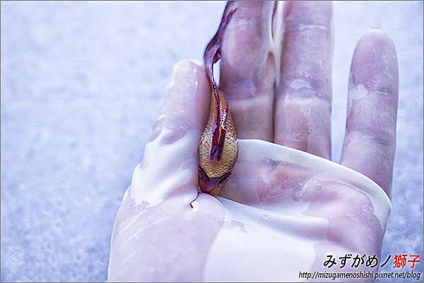 鬥魚的立鱗病與腹水 ここはみずがめノ獅子の生活に記録するブログです 痞客邦