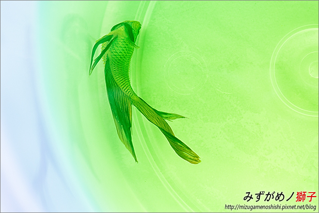 鬥魚的立鱗病與腹水 ここはみずがめノ獅子の生活に記録するブログです 痞客邦