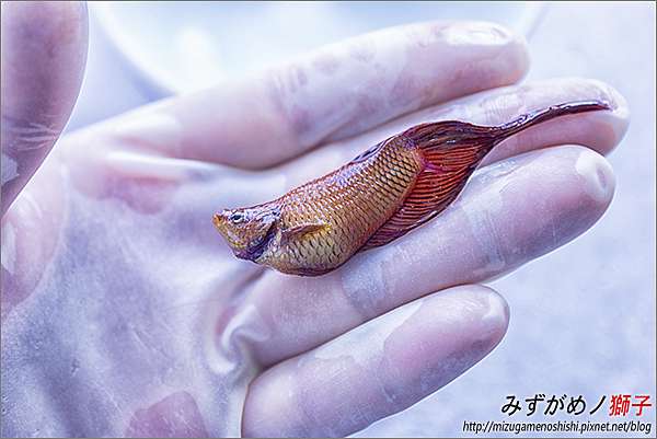 鬥魚的立鱗病與腹水 ここはみずがめノ獅子の生活に記録するブログです 痞客邦