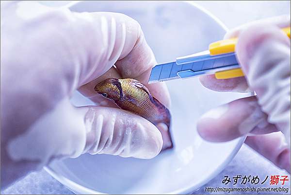 鬥魚的立鱗病與腹水 ここはみずがめノ獅子の生活に記録するブログです 痞客邦