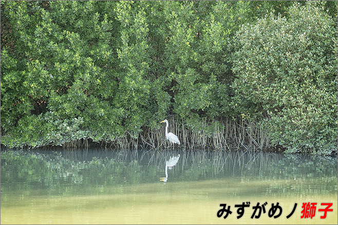 高雄中都溼地公園_19.jpg