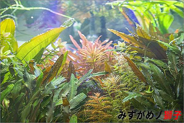 陽台上的水草缸 ここはみずがめノ獅子の生活に記録するブログです 痞客邦