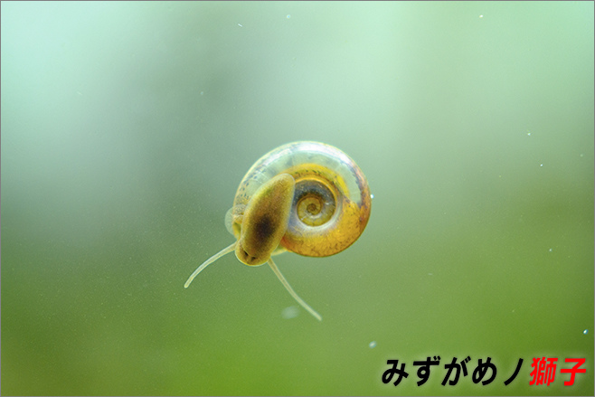 自製除蝸牛劑及水草檢疫方法 ここはみずがめノ獅子の生活に記録するブログです 痞客邦 自製除蝸牛劑及水草檢疫方法 ここはみずがめノ獅子の生活に記録するブログです 痞客邦