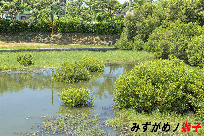 崎峰濕地公園_10.jpg