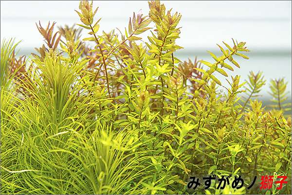過度供給肥料對植物及環境的傷害 ここはみずがめノ獅子の生活に記録するブログです 痞客邦
