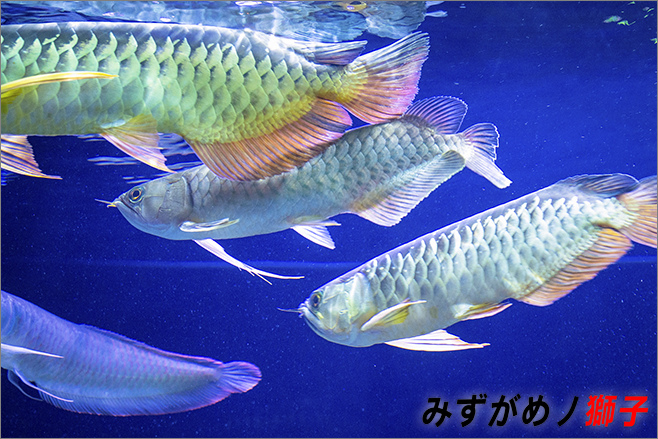 魚缸換水_1.jpg