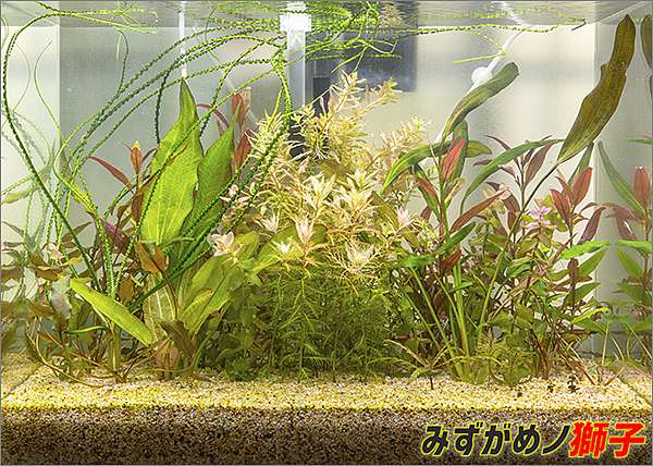 自製水草基肥 ここはみずがめノ獅子の生活に記録するブログです 痞客邦 自製水草基肥 ここはみずがめノ獅子の生活に記録するブログです 痞客邦