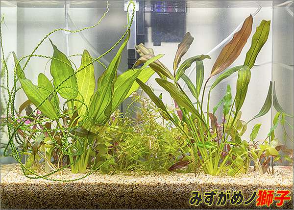 自製水草基肥 ここはみずがめノ獅子の生活に記録するブログです 痞客邦