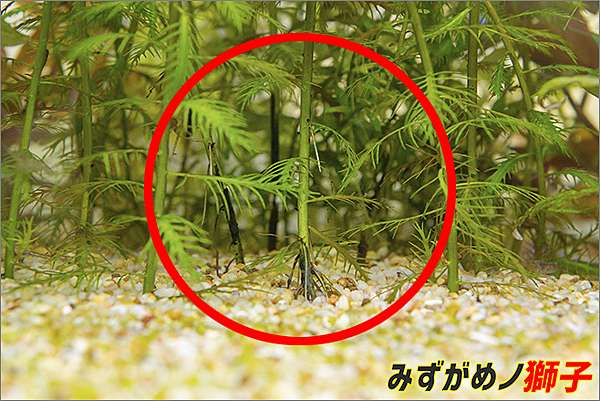 自製水草基肥 ここはみずがめノ獅子の生活に記録するブログです 痞客邦