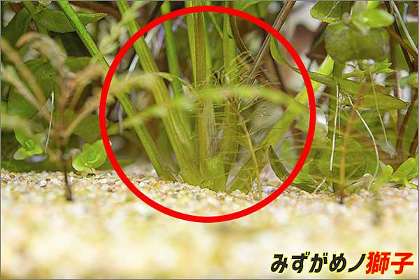 自製水草基肥 ここはみずがめノ獅子の生活に記録するブログです 痞客邦