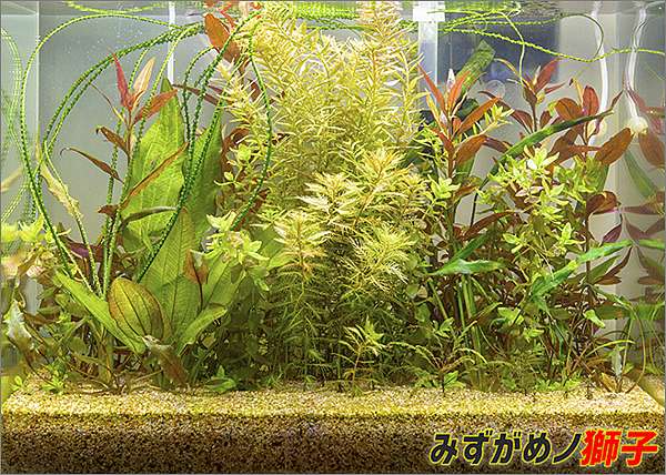 自製水草基肥 ここはみずがめノ獅子の生活に記録するブログです 痞客邦