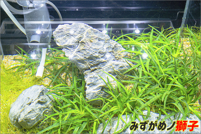 自製水草基肥_65.jpg