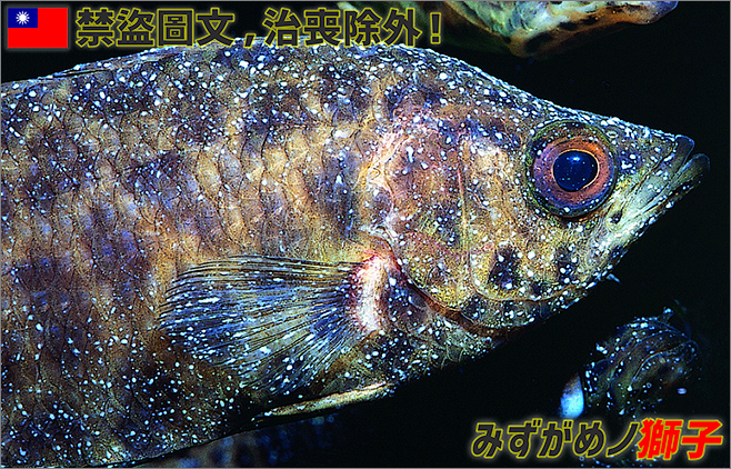 淡水魚白點病醫治歷程_2.jpg