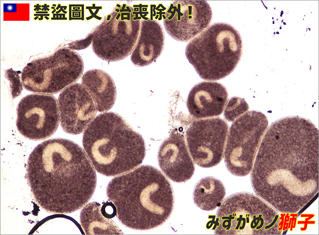 淡水魚白點病醫治歷程_3.jpg