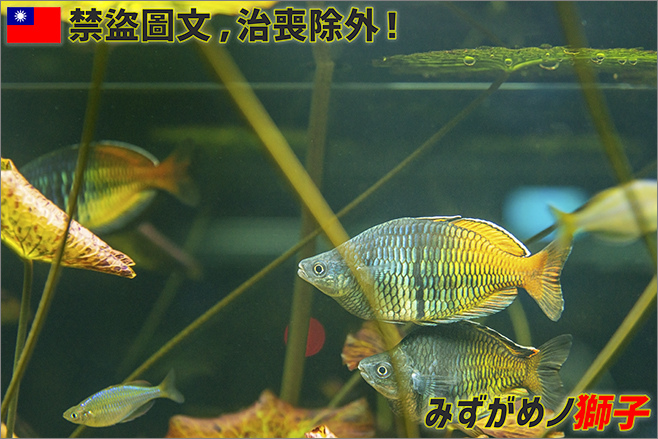 淡水魚白點病的醫治歷程 ここはみずがめノ獅子の生活に記録するブログです 痞客邦