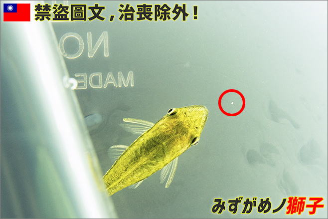 淡水魚白點病的醫治歷程 ここはみずがめノ獅子の生活に記録するブログです 痞客邦