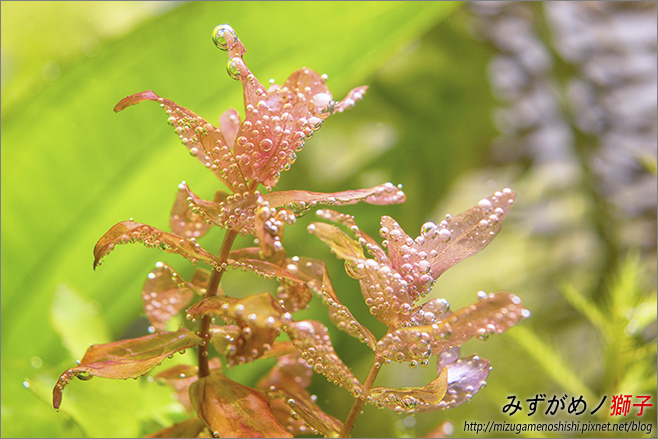 水草燈具與水草生長的關聯性 ここはみずがめノ獅子の生活に記録するブログです 痞客邦