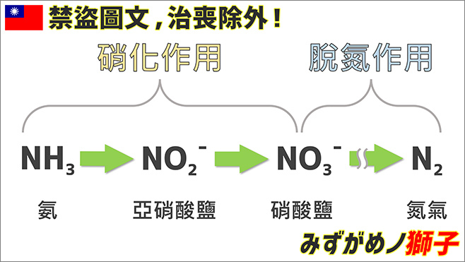 觀賞魚檢疫及老缸症候群_9.jpg