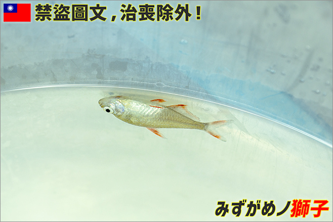 觀賞魚檢疫及老缸症候群_12.jpg