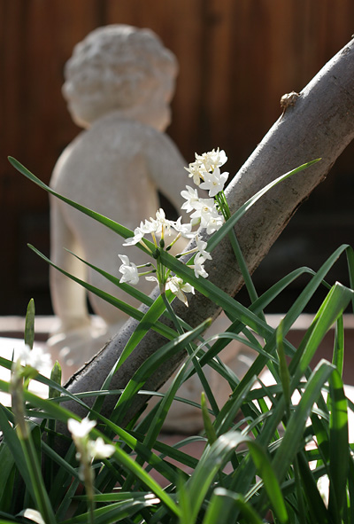 Narcissus-plants-2.jpg