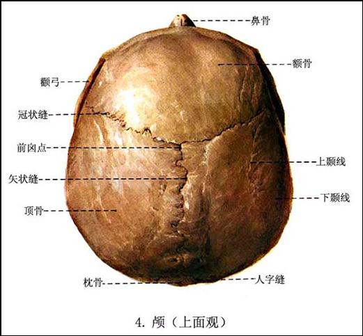 parietal01.jpg parietal01.jpg