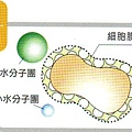 小分子水1.JPG