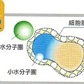 小分子水2.JPG