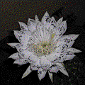 仙人掌 (cactus)開花.gif