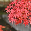 清水寺紅葉_04_大小.JPG