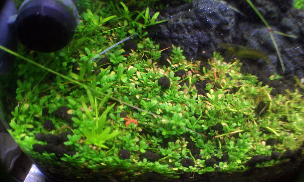 IMAG0035.jpg IMAG0035.jpg